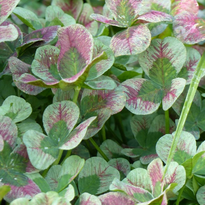 Trifolium Angel Clover Chocolate (Folhagem)