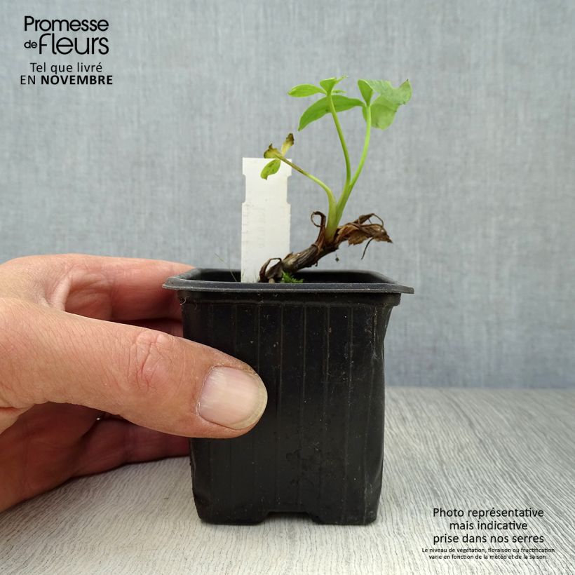 Amostra de Menyanthes trifoliata Vaso de 8/9 cm tal como entregue no outono