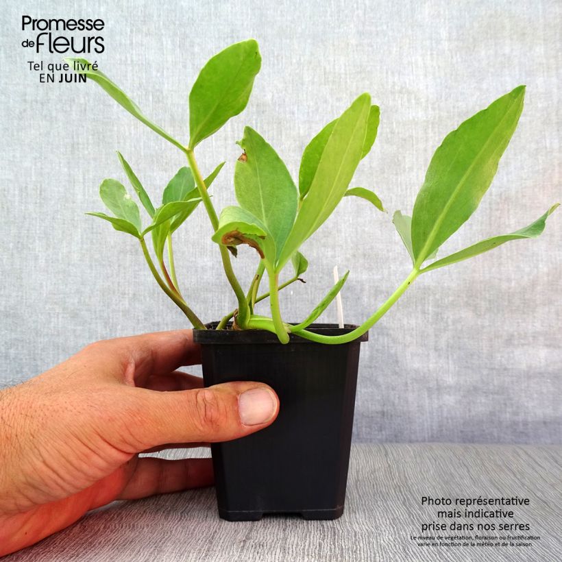 Amostra de Menyanthes trifoliata Vaso de 8/9 cm tal como entregue no verão