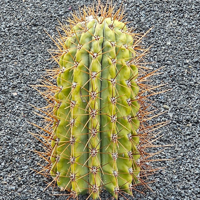 Leucostele terscheckii (Hábito)