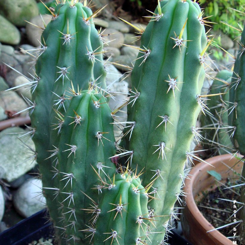 Trichocereus cuzcoensis (Folhagem)