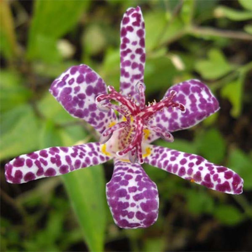Tricyrtis hirta Imperial Banner (Floração)
