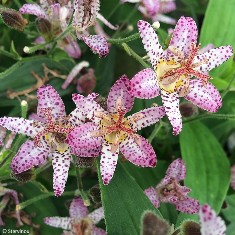 Tricyrtis formosana Pink Freckles (Floração)