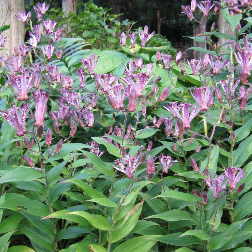 Tricyrtis Sinonome (Hábito)