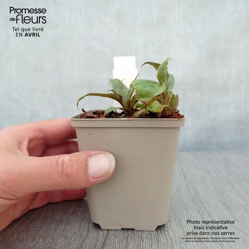 Amostra de Tricyrtis Sinonome Vaso de 8/9 cm tal como entregue na primavera