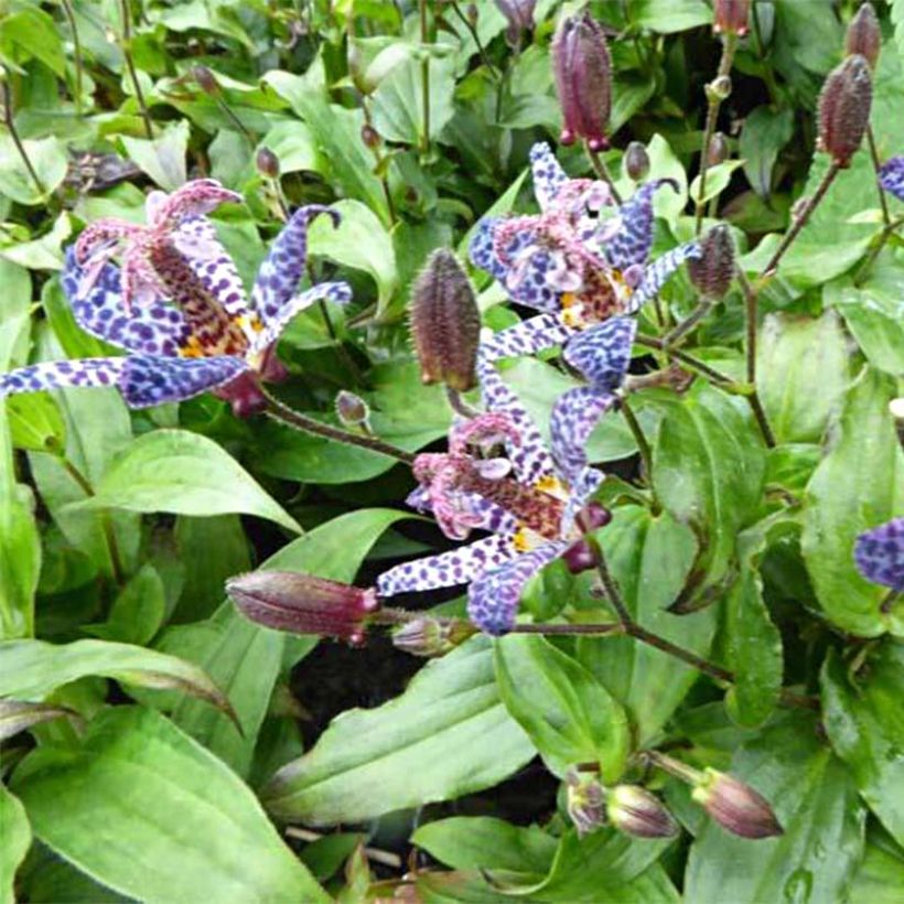 Tricyrtis formosana Dark Beauty (Floração)