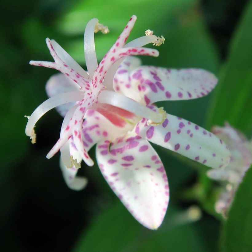 Tricyrtis macropoda (Floração)