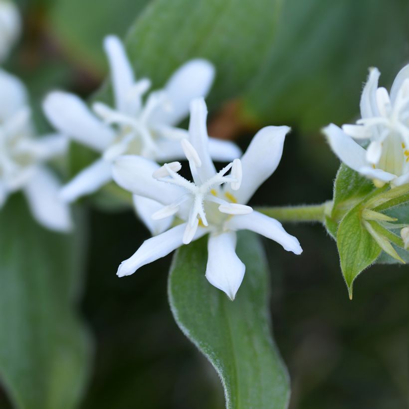 Tricyrtis hirta Alba - Lírio-sapo (Floração)