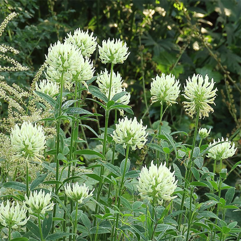 Trifolium ochroleucon (Floração)