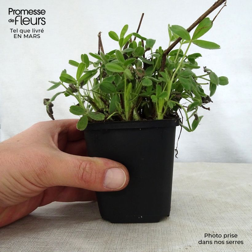 Amostra de Trifolium ochroleucon Vaso de 8/9 cm tal como entregue na primavera