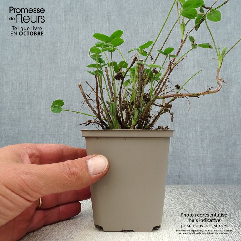 Amostra de Trifolium ochroleucon Vaso de 8/9 cm tal como entregue no outono