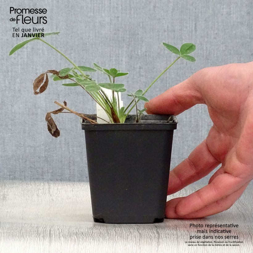 Amostra de Trifolium ochroleucon Vaso de 8/9 cm tal como entregue no inverno