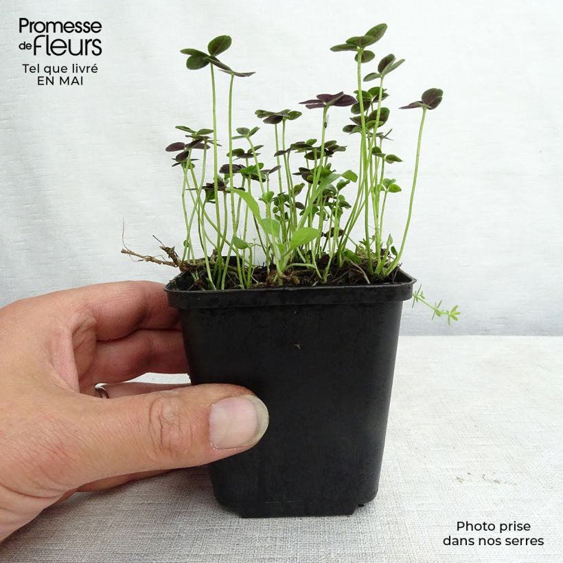 Amostra de Trifolium repens Pentaphyllum Vaso de 8/9 cm tal como entregue na primavera