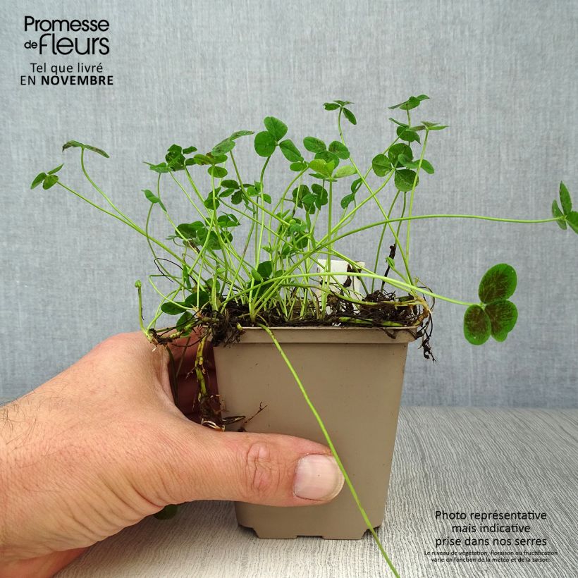 Amostra de Trifolium repens Pentaphyllum Vaso de 8/9 cm tal como entregue no outono