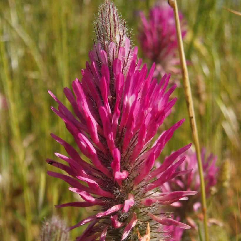 Trifolium rubens (Floração)