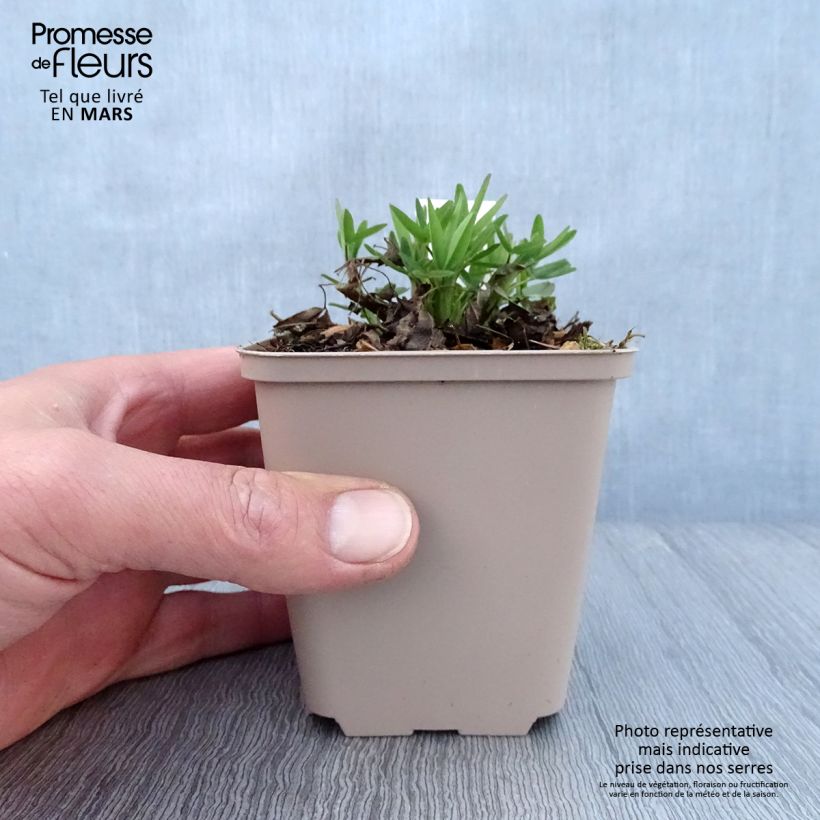 Amostra de Trifolium rubens Peachy Pink Vaso de 8/9 cm tal como entregue na primavera