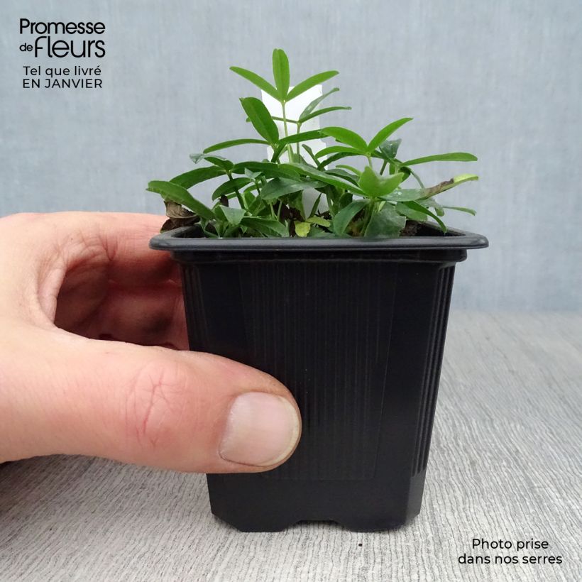 Amostra de Trifolium rubens - Trèfle pourpré Vaso de 8/9 cm tal como entregue no inverno