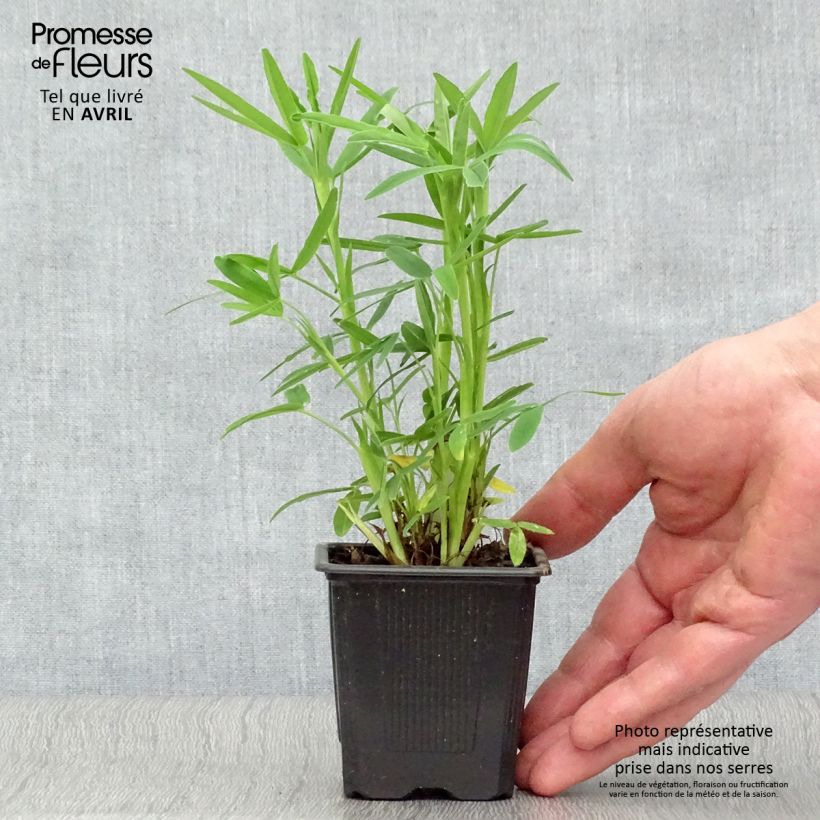 Amostra de Trifolium rubens Vaso de 8/9 cm tal como entregue na primavera