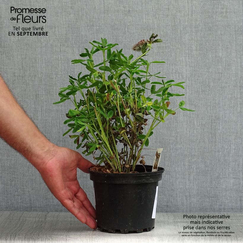Amostra de Trifolium rubens Vaso de 2 L/3 L tal como entregue no verão