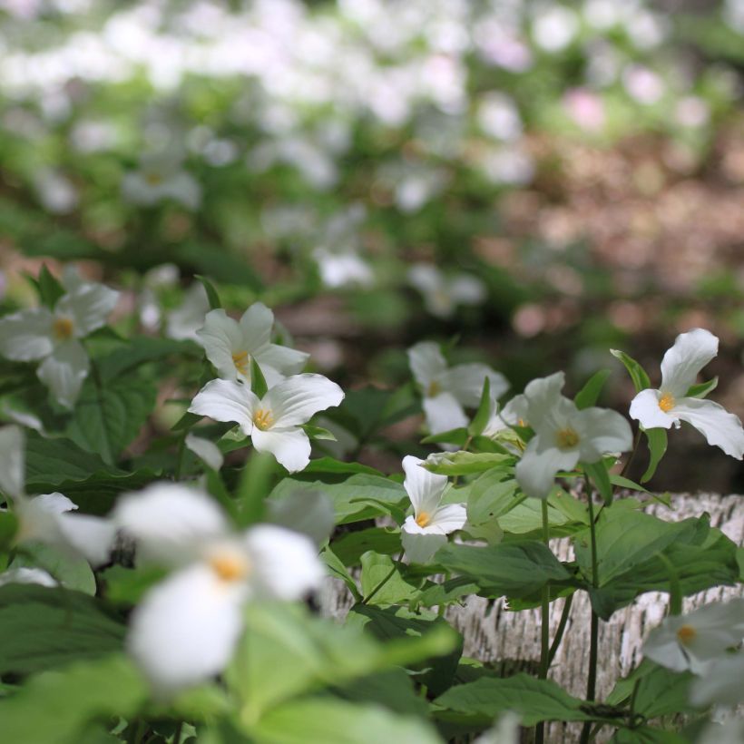 Trillium flexipes (Hábito)