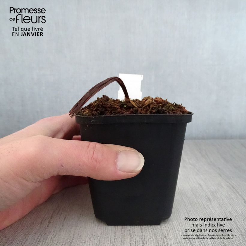 Amostra de Trillium flexipes Godet de 8/9 cm tal como entregue no inverno