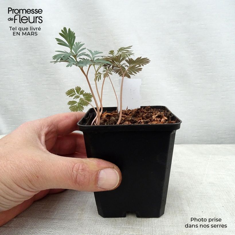 Amostra de Trillium flexipes Vaso de 8/9 cm tal como entregue na primavera