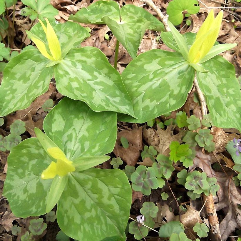 Trillium luteum (Hábito)