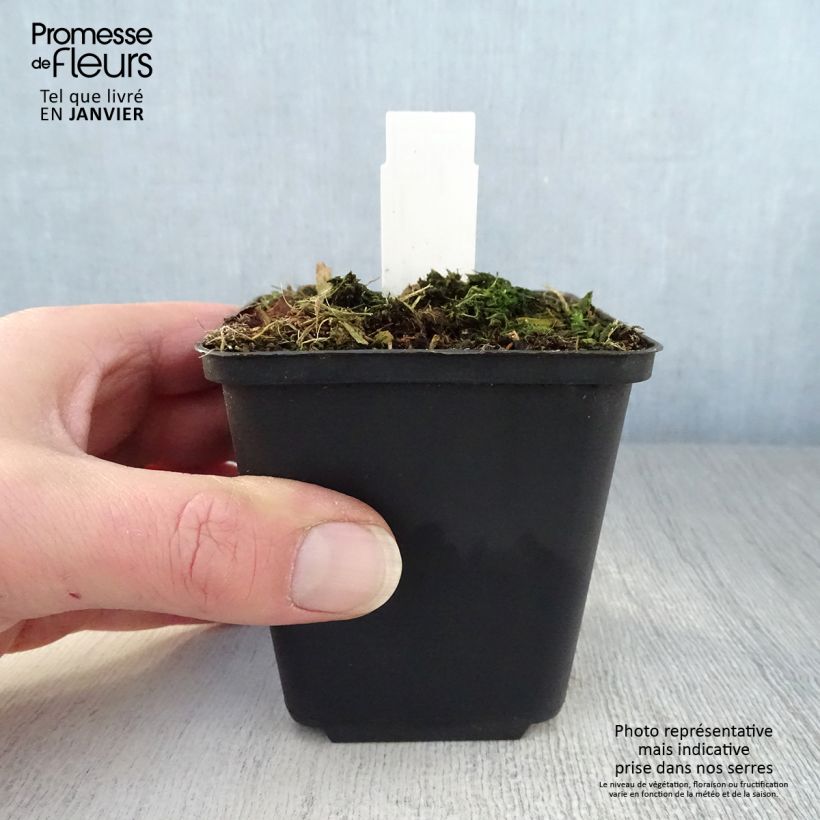 Amostra de Trillium luteum - Trille à fleurs jaunes Vaso de 8/9 cm tal como entregue no inverno