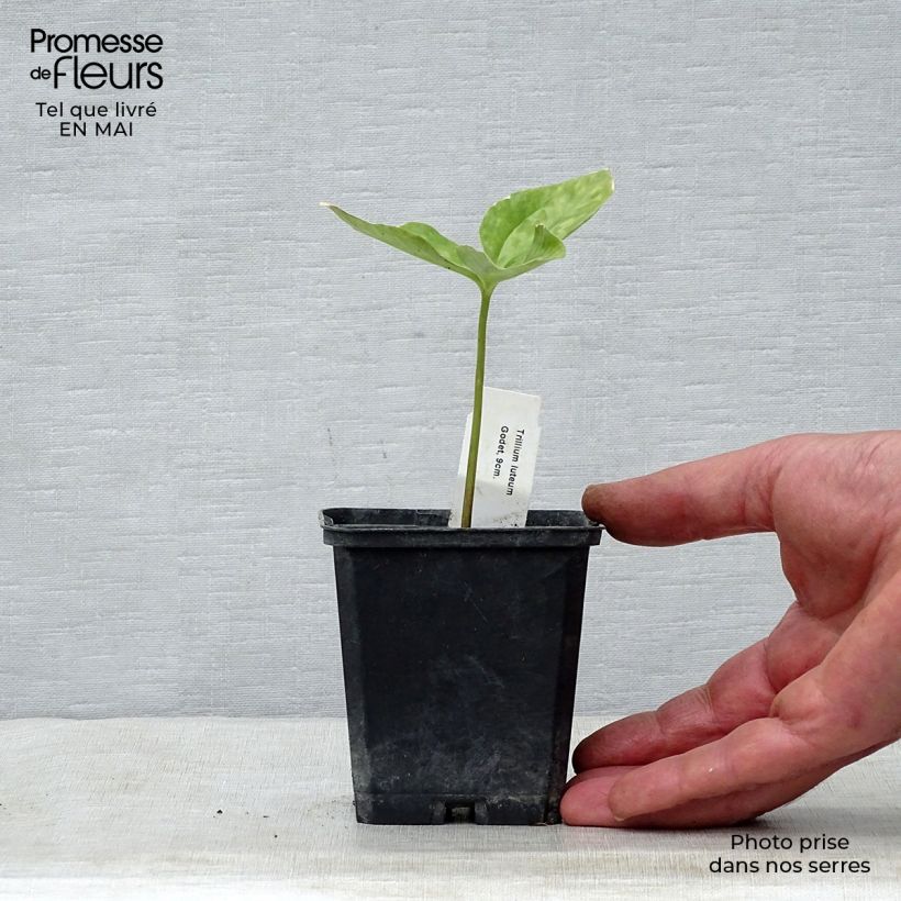 Amostra de Trillium luteum Vaso de 8/9 cm tal como entregue na primavera