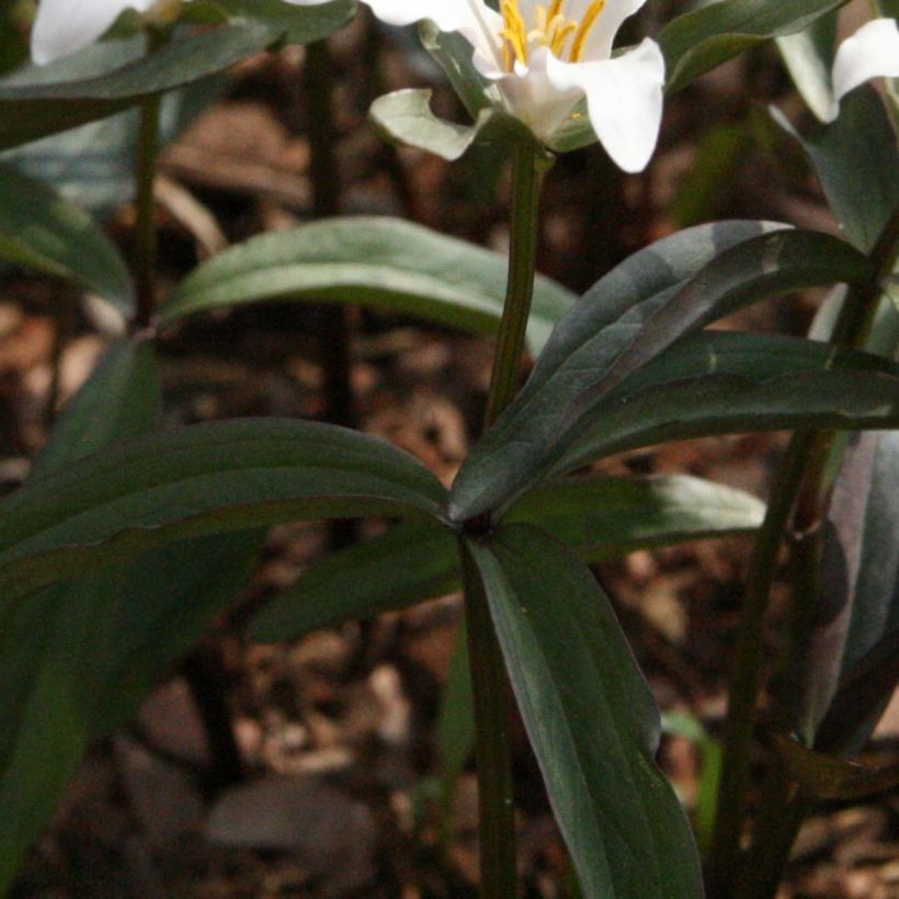 Trillium pusillum - Trilo-anão (Folhagem)