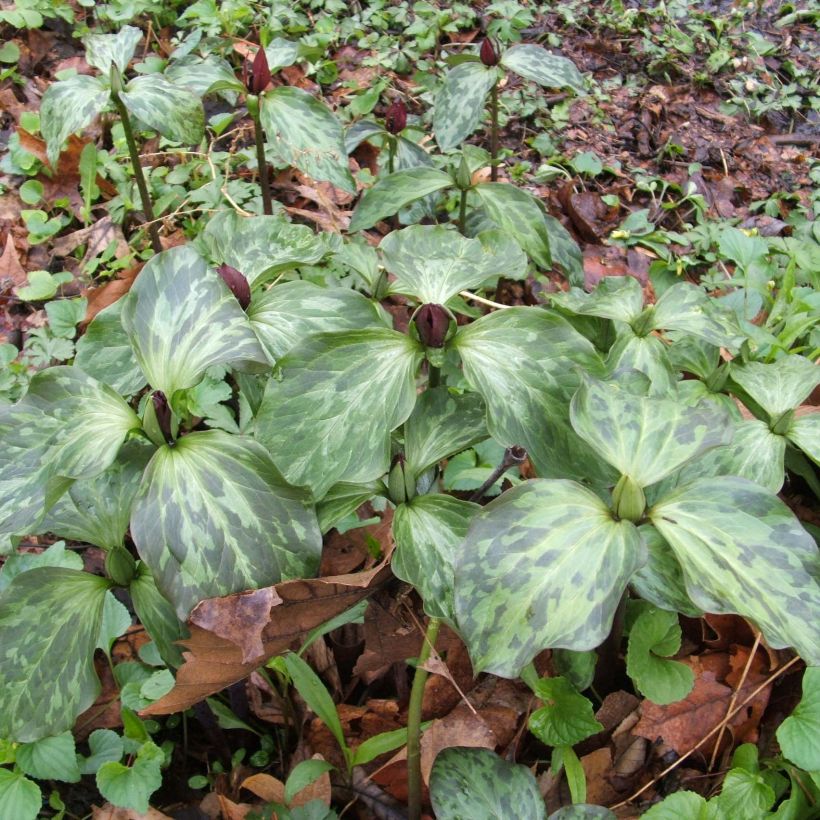 Trillium recurvatum - Trille (Hábito)