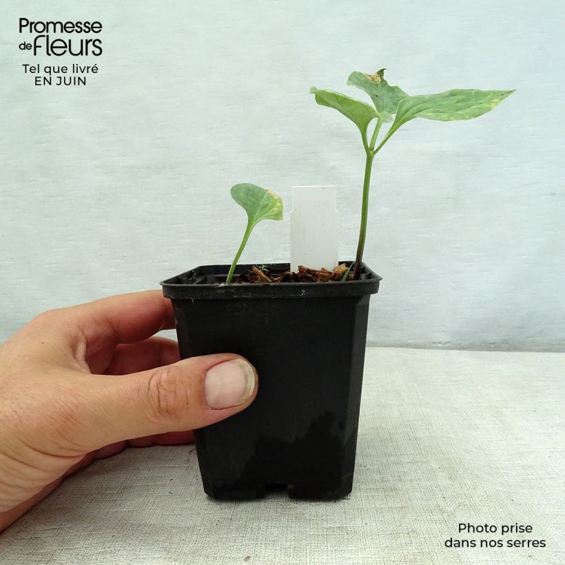 Amostra de Trillium recurvatum - Trille Vaso de 8/9 cm tal como entregue no verão