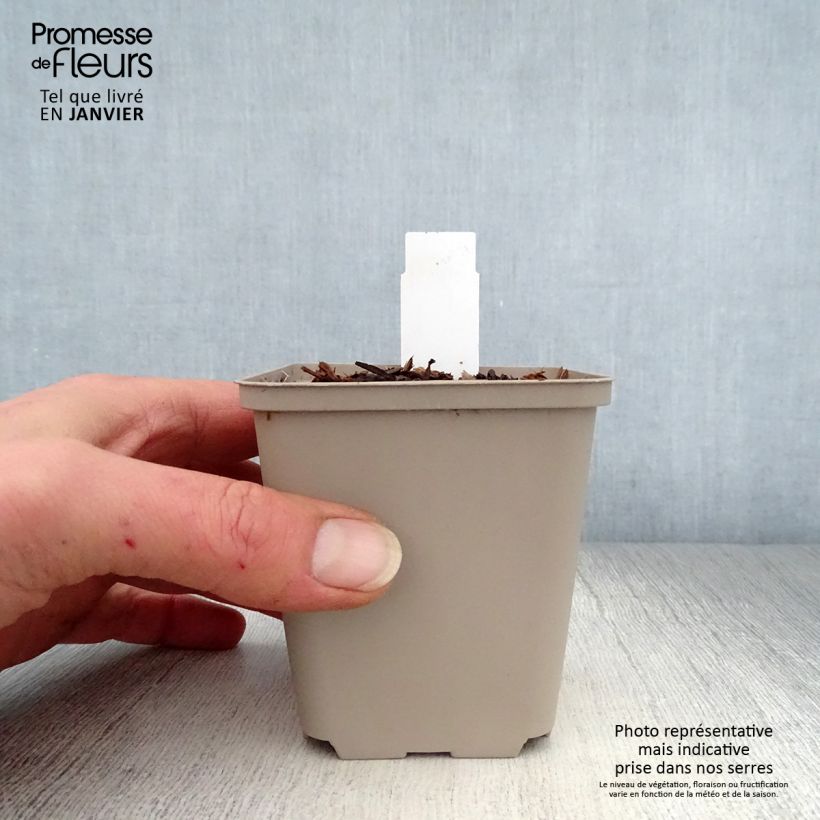 Amostra de Trillium recurvatum - Trille Godet de 8/9 cm tal como entregue no inverno