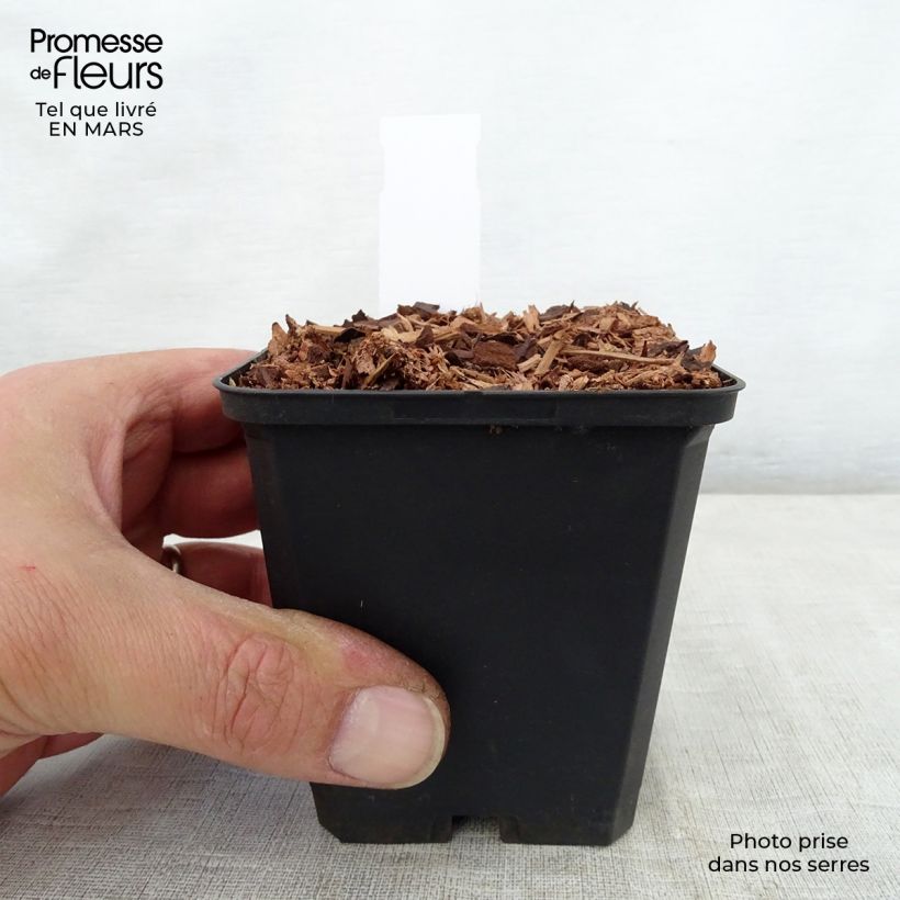 Amostra de Trillium recurvatum - Trille Vaso de 8/9 cm tal como entregue na primavera