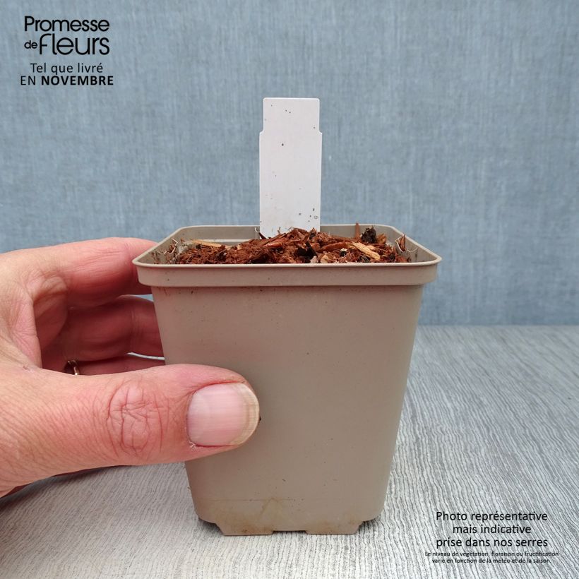 Amostra de Trillium recurvatum - Trille Vaso de 8/9 cm tal como entregue no outono