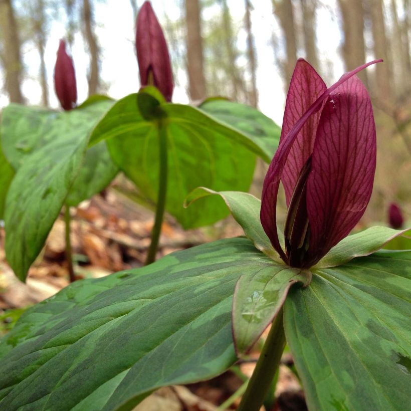 Trillium sessile (Floração)