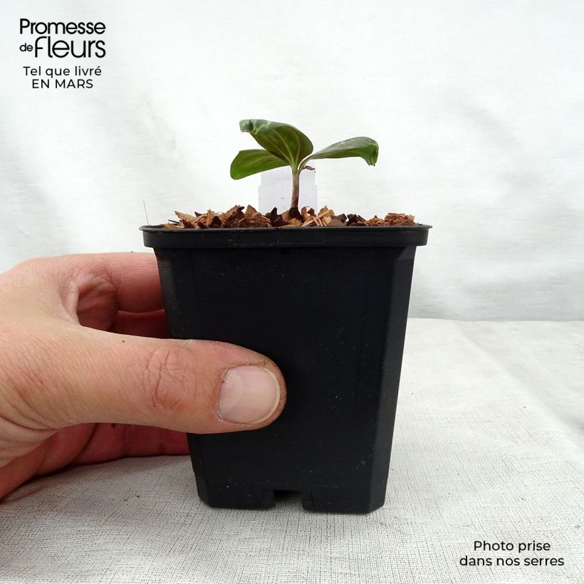 Amostra de Trillium sessile Vaso de 8/9 cm tal como entregue na primavera