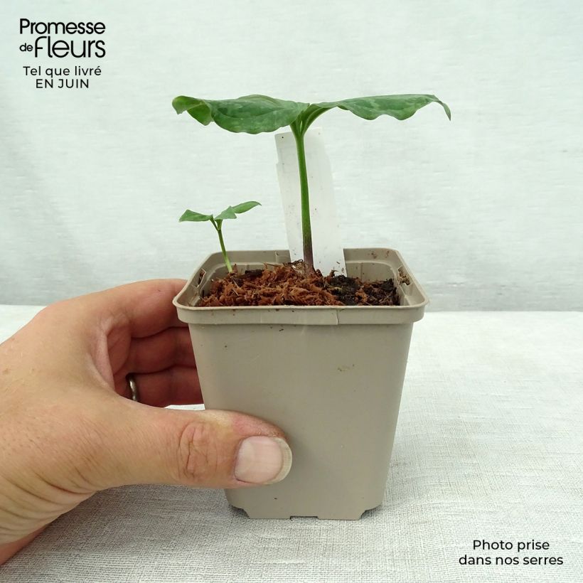 Amostra de Trillium sessile Vaso de 8/9 cm tal como entregue no verão
