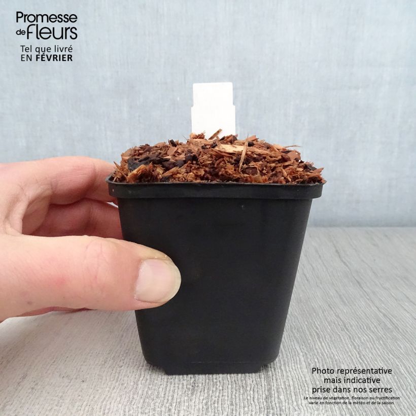 Amostra de Trillium sessile Vaso de 8/9 cm tal como entregue no inverno