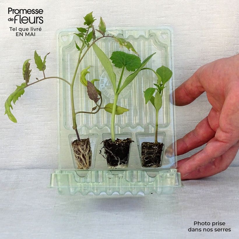 Amostra de Trio de varanda produtivo com tomate, courgete e pimento tal como entregue na primavera