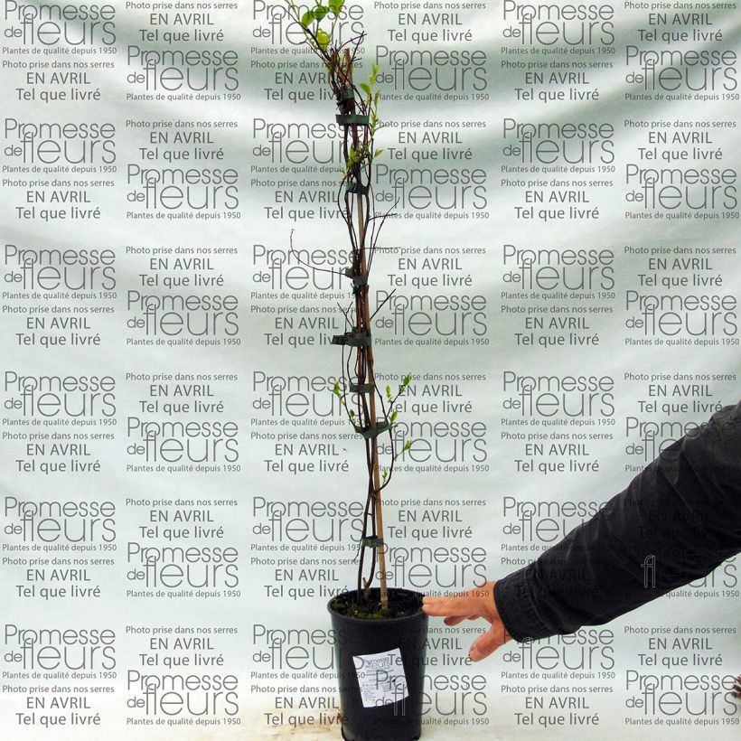 Exemplo de amostra de Tripterygium hypoglaucum Vaso de 2 L/3 L tal como entregue