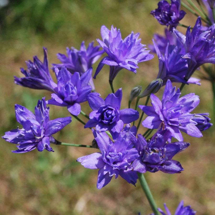 Triteleia Aquarius (Floração)