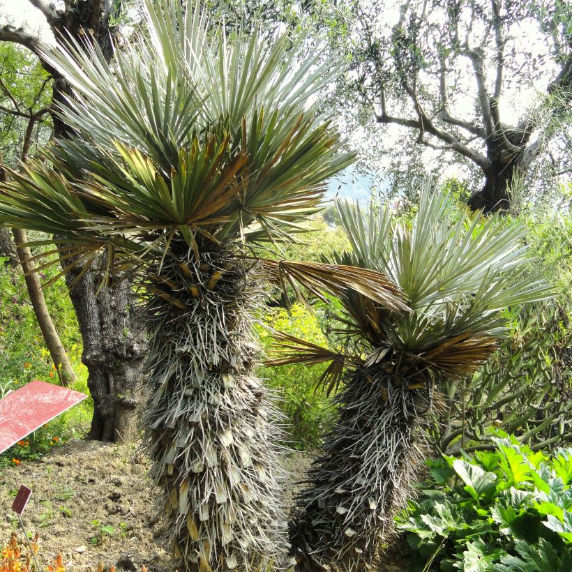 Trithrinax campestris (Hábito)