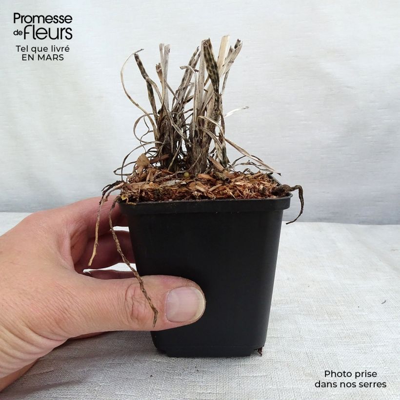 Amostra de Tritoma - Kniphofia Banana Popsicle Vaso de 8/9 cm tal como entregue no inverno