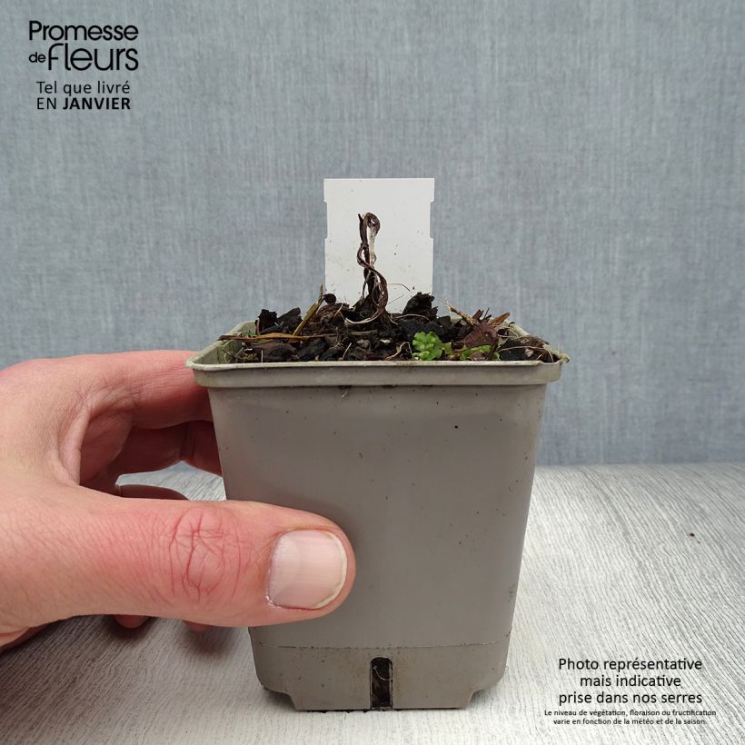 Amostra de Tritoma - Kniphofia Lemon Popsicle Godet de 8/9 cm tal como entregue no inverno