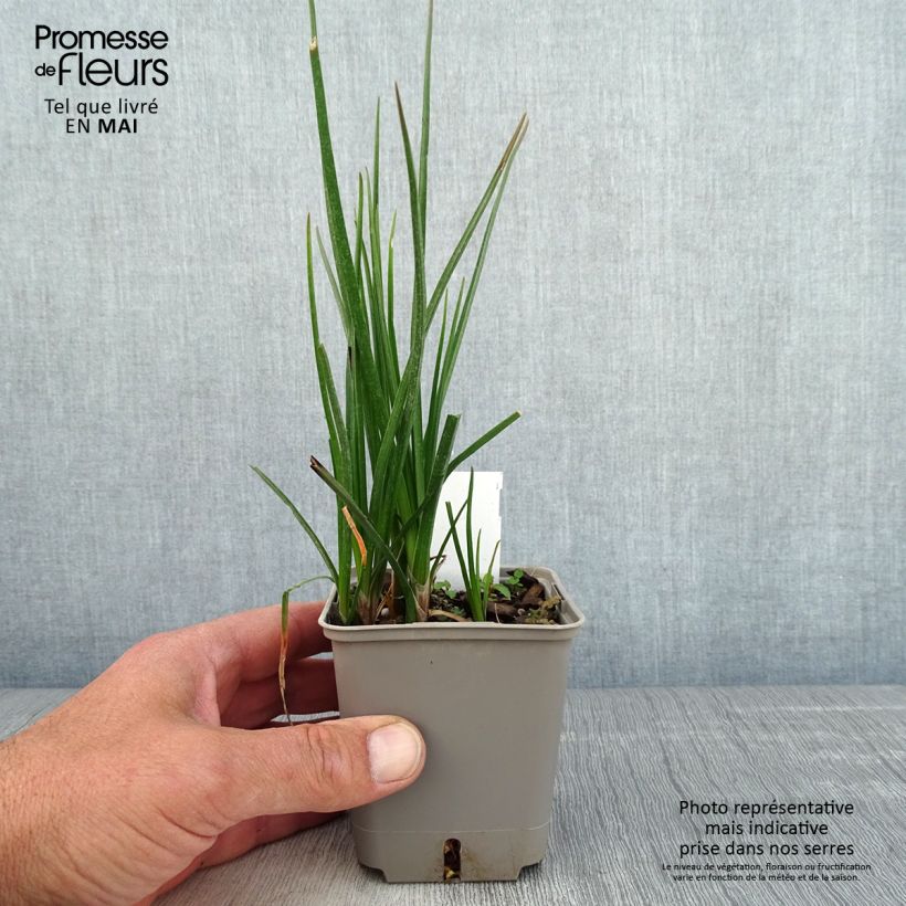 Amostra de Kniphofia Lemon Popsicle Vaso de 8/9 cm tal como entregue na primavera