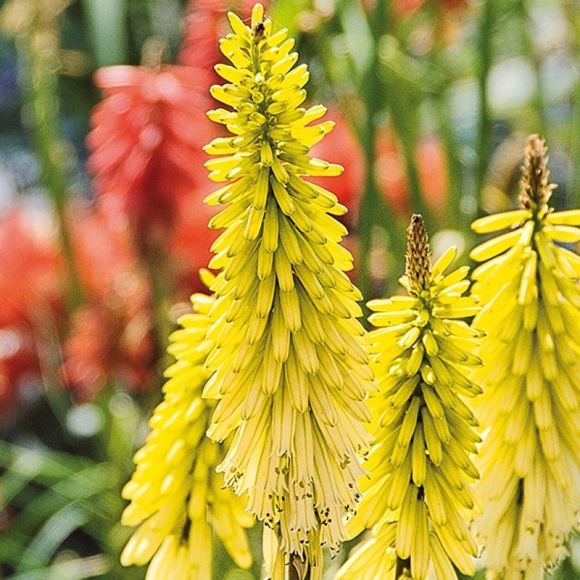 Kniphofia Lemon Popsicle (Floração)