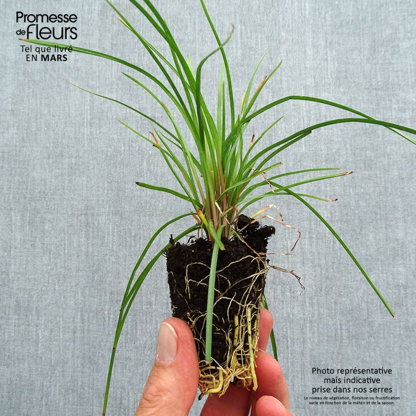 Amostra de Tritoma - Kniphofia Lemon Popsicle Mini-motte Ø 3/4 cm tal como entregue na primavera
