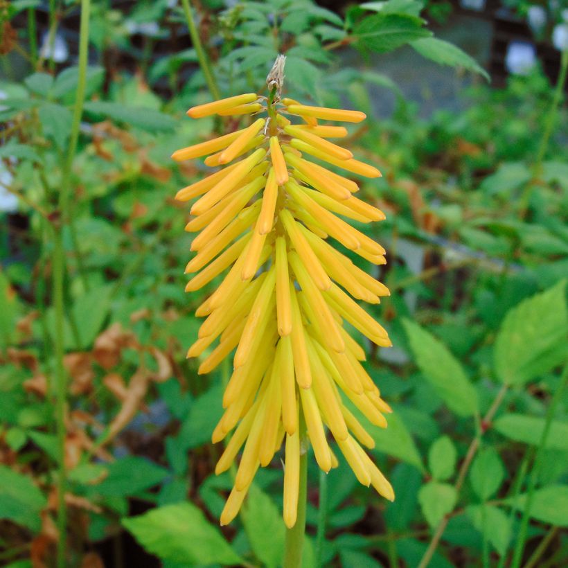 Kniphofia Mango Popsicle (Floração)