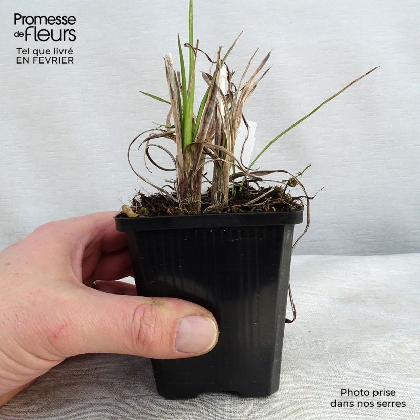 Amostra de Kniphofia Mango Popsicle Vaso de 8/9 cm tal como entregue no inverno